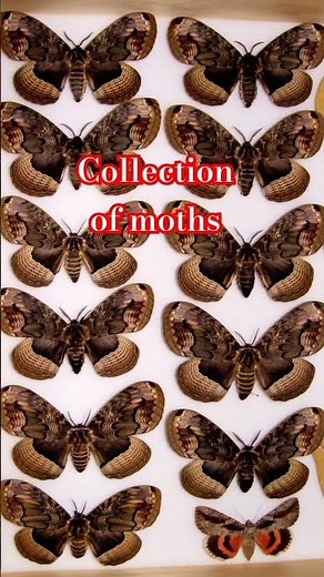 COLLECTION OF MOTHS. BEAUTY OF MOTHS & BUTTERFLIES. DO YOU LIKE OR HATE INSECTS? #entomology