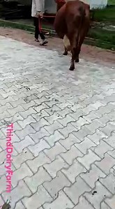 11K views · 98 reactions | #FOR #SALE 2nd #lactation #sahiwal cow .1 #week tak soon wali. #Milk #record 16-18 #litres. #Price - 43000 #Rs. #Contact-9872025488 #THIND #DAIRY #FARM #COW #MILK | THIND Dairy Farm, Adampur | Facebook