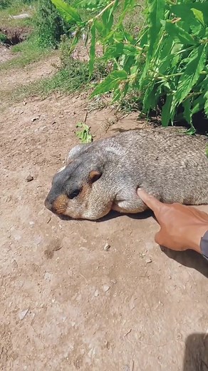 Marmot Cute #marmot #cute #pet #animals #fyp