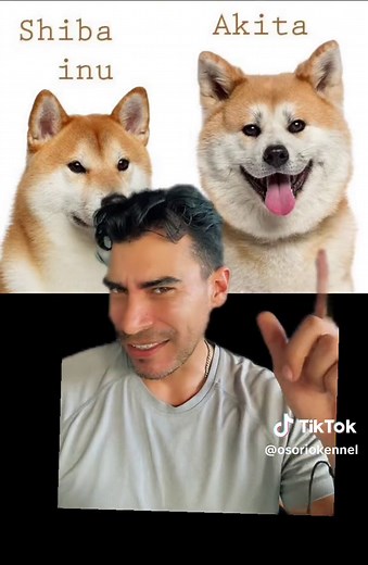 Shiba Inu vs Akita Inu: Diferencias, Consejos y Educación Canina