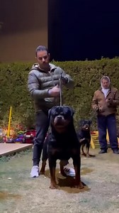 Rottweiler: The Ultimate Guardian Dog Credits to @rottie_guy & @ahmedsobhy | Rottweiler Life