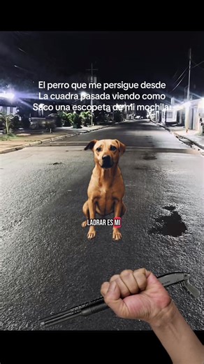 La historia del perro y sus ladridos inesperados