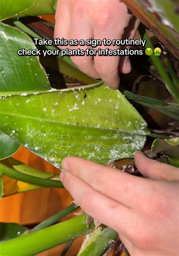 How to Prevent Aphid Infestations in Houseplants