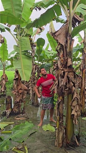 banana harvest🔪🔪a tree stick 🍌 | Videos
