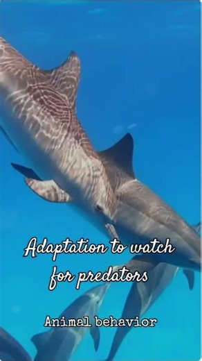 Animals That Sleep with One Eye Open #facts #shorts #sleep #factspark