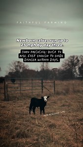 1.6K views · 41 reactions | Most people don’t realize newborn calves...