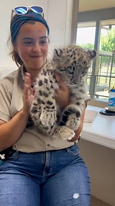 Watch this baby snow leopard get burped like a baby