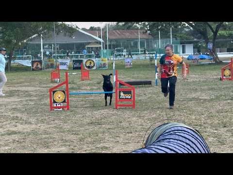 Labrador AGILITY PERFORMANCE