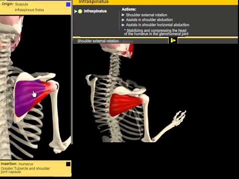 Infrapinatus & Pectoralis Minor: Muscle Motion & Anatomy