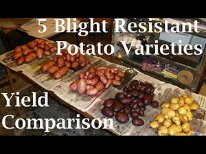 Harvesting 5 Different Container Grown Sarpo Potato Varieties : Blight Resistant Yield Comparison