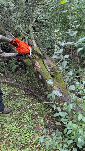 When winter storms hit, you need tools that don’t hesitate. From battery to gas, ECHO chainsaws deliver the power and control to cut through the cleanup and get your property back on track. Stop by your local dealer and pick one up today. | Midwest Power Equipment, Inc.
