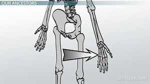 Human Evolution Lesson for Kids: Timeline & Stages