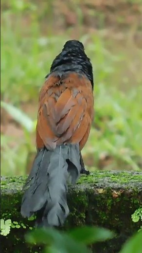 The Greater Coucal Bird: A Sound You'll Never Forget #Shorts #birdsounds