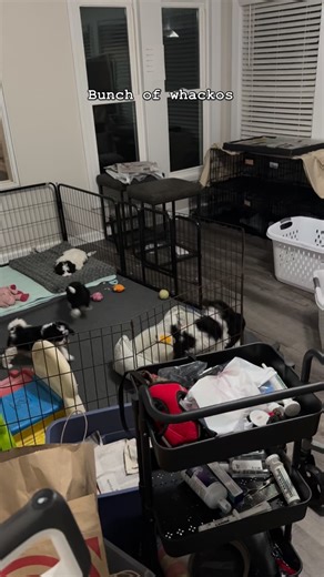 Life at the Dingo ranch. #cavapookennels #cavapoo #cavapoos #cavapoosofinstagram #puppy puppies puppiesofinstagram cavapoopuppies dog dogs dogsofinstagram cavalier cavaliers cavaliersofinstagram cavalierpuppies | Dave Haney