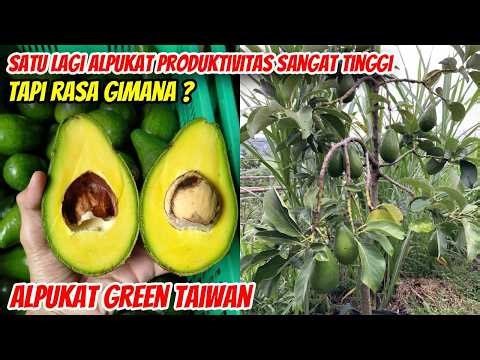 Green Taiwan Avocado: Bountiful Harvest, But What About the Taste...?