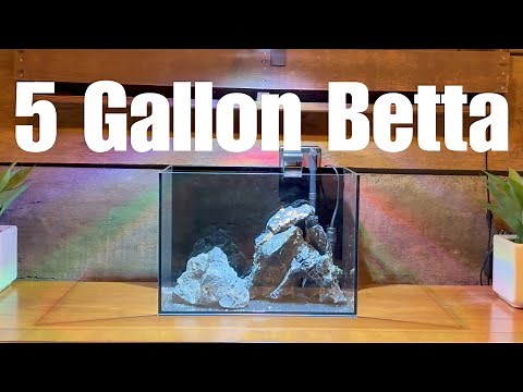 I Built the Perfect 5 Gallon Betta Tank | Step by Step