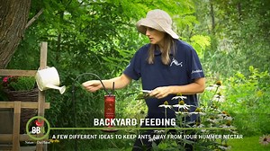 4.5K views · 28 reactions | Here are a few things you can do to keep ants away from your Hummingbird feeders! | Brome - Squirrel Buster | Facebook