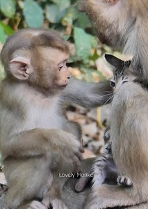 Ohho What Happened.....Baby monkey leo he is love and kiss baby cat, baby leo look like baby cat, really lovely baby monkey. | Lovely Monkey