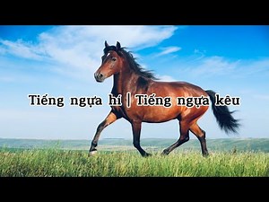 Tiếng ngựa hí | Tiếng ngựa kêu | Âm thanh động vật cho trẻ