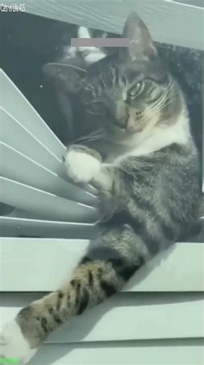 Cute Animals ❤️ Cat Fight 😾 # Part 4691