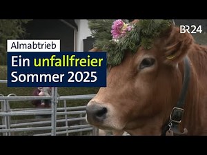 Almabtrieb: Ende eines Bergsommers ohne Schäden | Abendschau | BR24