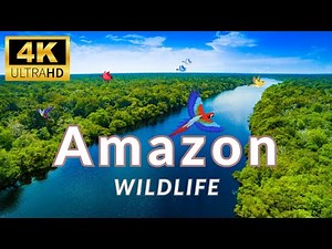 Amazon Wildlife In 4K - Animals That Call The Jungle Home | Amazon Rainforest