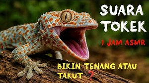 Mendengarkan Suara Tokek di malam hari.Suara tokek dan jangkrik