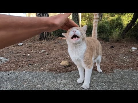 Leo the cat started meowing as soon as he came to us