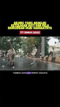 Anjing Yang Memiliki Ketulusan Hati Dan Rela Berkorban Demi Sahabatnya