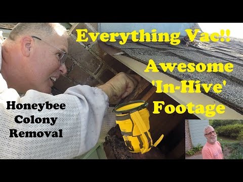 Removing Honeybees With Mr. Ed | Using My Everything Bee Vac