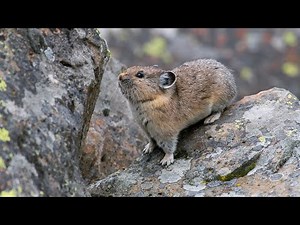 American Pika