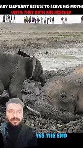 animal video | viral video | #wildlife #animals #motivation #trending #youtube #elephant #viralvideo