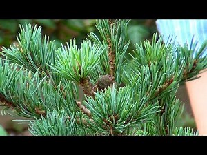 pine varieties. how to choose pine trees in the nursery. how not to be mistaken in choosing a pine