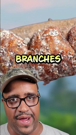 Bug Secretions in your Candy.