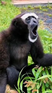 40K views · 793 reactions | Strange behavior of wild animals The Gibbon shows off its singing skills! 1080P Proboscis monkey  Hanging out #GibbonShow #WildlifeBehavior | Lily's Pets | Facebook