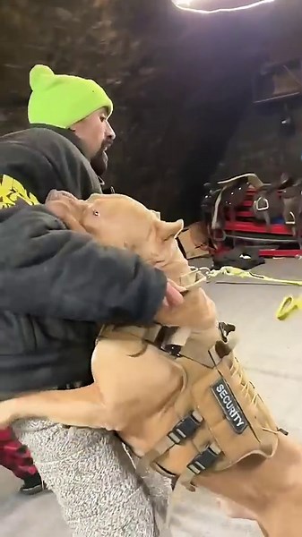 Fast dog recognizes a threat without even looking back