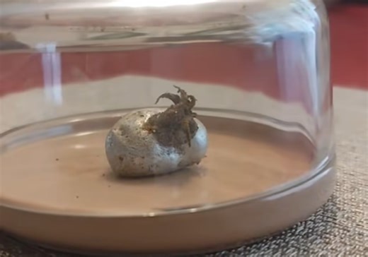 Man claims meteorite hides alien being – bizarre tentacles spark panic