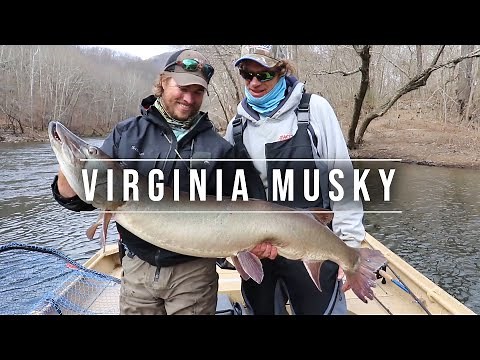Musky fishing in Virginia with Pete Maina and Blue Ridge Musky Outfitter