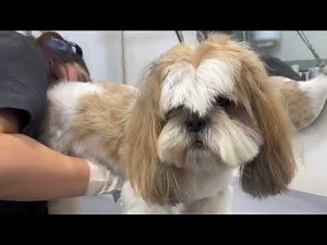 Extremely Dirty Shih Tzu Grooming Transformation | Before & After