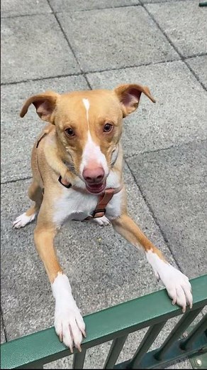 🐾 Todos os cães que conheci na Cobasi 💙 #PetsFelizes