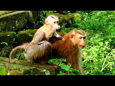 So Smart & Helpful! Baby Monkey Grooms Mom While Riding On Her Back