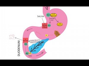 VITAMIN B12 ABSORPTION