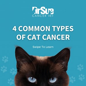 1.3K views · 18 reactions | Sadly, one in five cats get cancer, and...