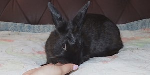 Non-profit helps rescue rabbits find new homes