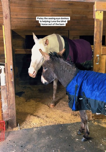 Petey the Seeing Eye Donkey Guides Luna the Blind Horse
