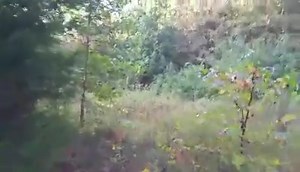 Timeless Beagle Melodies | Catron's Kennel