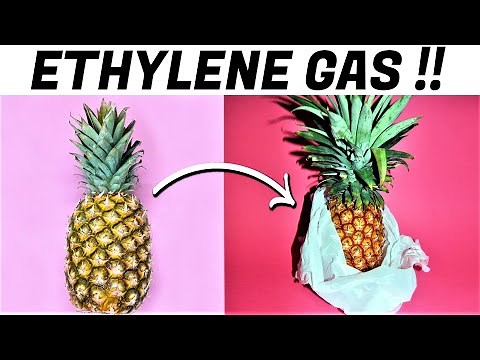 03 Methods How To Ripen Unripe Pineapple at Home 🍍