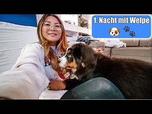 First night with new puppy at home 🐶 Quickly housebroken! Puppy moves in Reality VLOG | Mommy Souls
