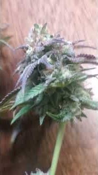 bluedream and deathstar burnt offerings genetics she got frosty ❤️