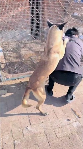 Malinois Power Unleashed! Watch This Dog's Insane Vertical Jump 🤯